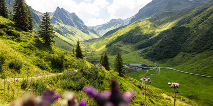 Madrisella Gipfelweg, Alpenmosaik,  Alpe Nova,  Alpe Nova,  | © Montafon Tourismus