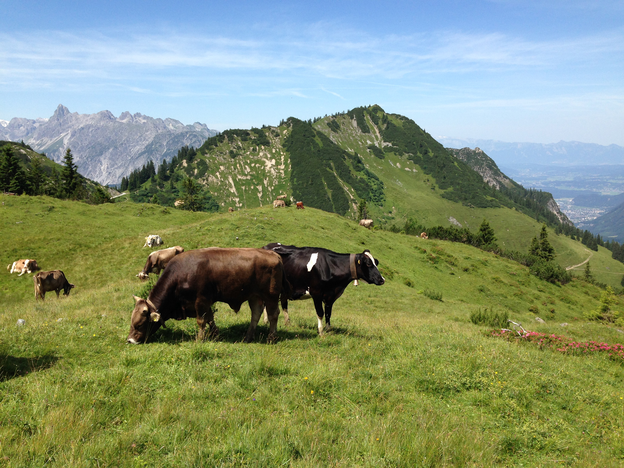 Alpbutter kaufen