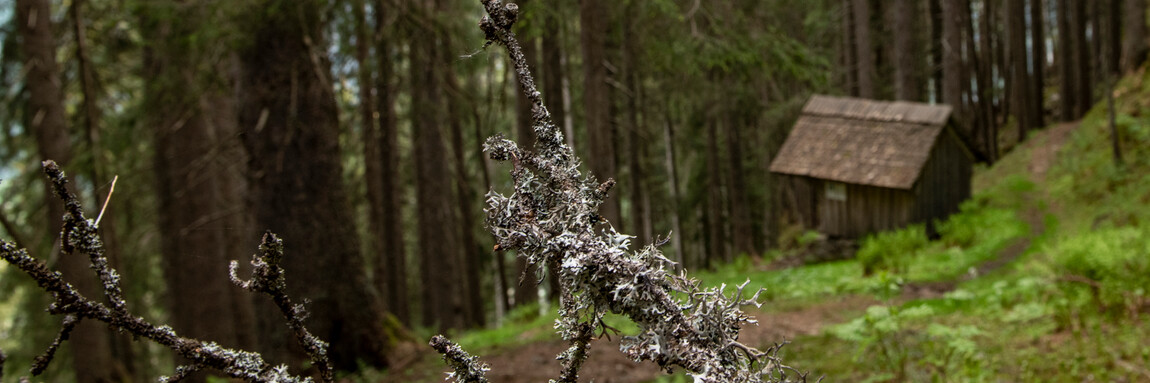 Sagen-Wanderweg Kristberg-Silbertal Bruderhüsli | © Montafoner Kristbergbahn Silbertal GmbH - Patrick Säly Sagen-Wanderweg Kristberg-Silbertal Bruderhüsli im Dalaaser Wald | © Montafoner Kristbergbahn Silbertal GmbH - Patrick Säly